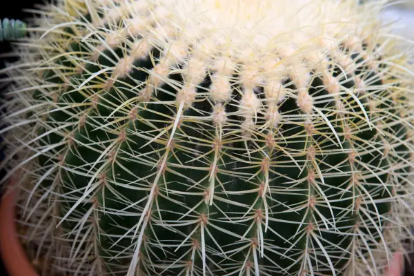 Cactus plants to grow - Echinocactus grusonii