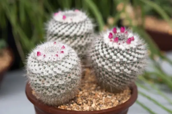 Cactus plants to grow - Mammillaria hahniana