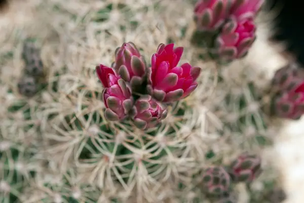 Cactus plants to grow - Gymnocalycium neuhuberi