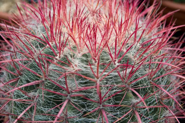Cactus plants to grow - Ferocactus pilosus
