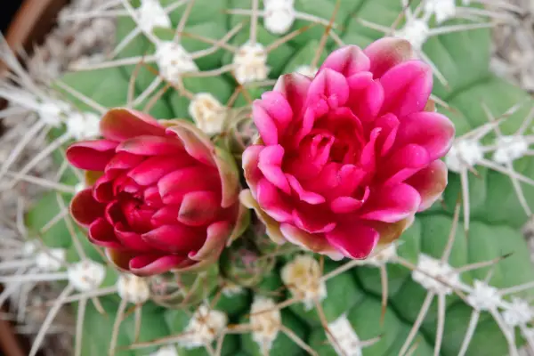 Cactus plants to grow - Gymnocalycium oehnanthemum x horstii