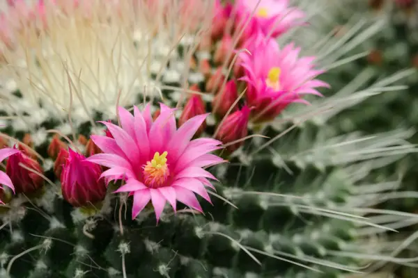 Cactus plants to grow - Mamillaria spinosissima