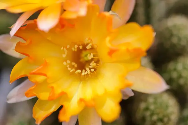 Cactus plants to grow - Chamaelobivia 