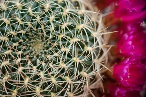 Cactus plants to grow - Sulcorebutia cactus