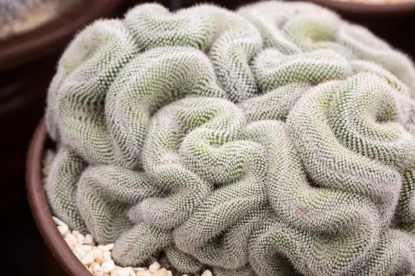 Cactus plants to grow - Mammillaria
