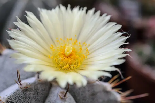 Cactus plants to grow - Astrophytum