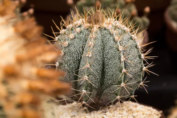 Cactus plants to grow - Astrophytum