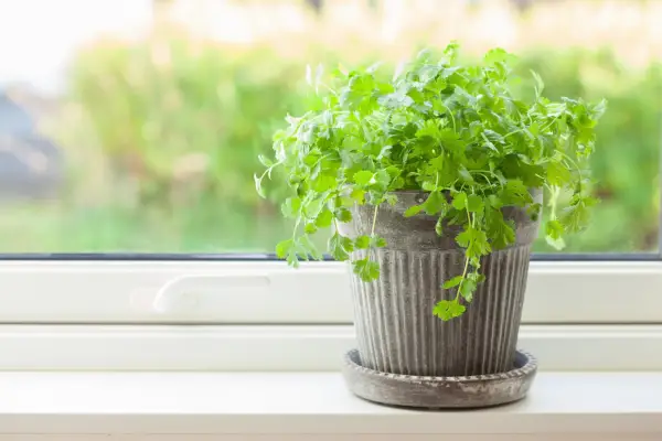 Coriander on a sunny windowsill. Getty Images
