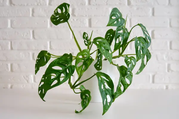 Monstera adansonii (mini Swiss cheese plant). Getty Images