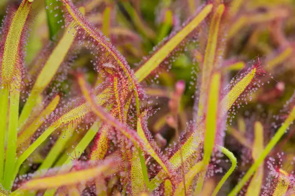 Drosera capensis (Cape Sundew). Getty Images