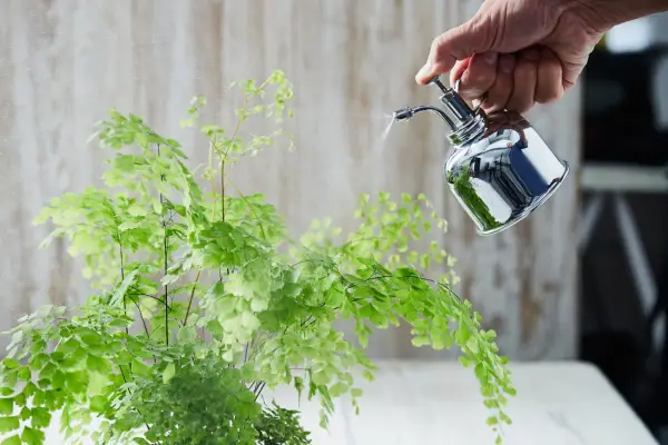 Misting a maidenhair fern. Getty Images