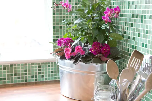 15 צמחי מטבח לגדול