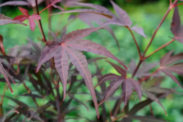 Acer Palmatum „Beni-take”
