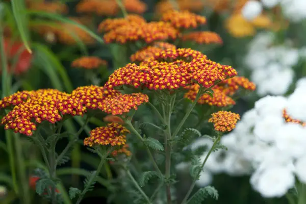 Achillea „Walther Funcke”