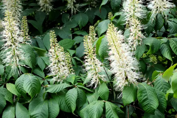 AESCULUS parviflora