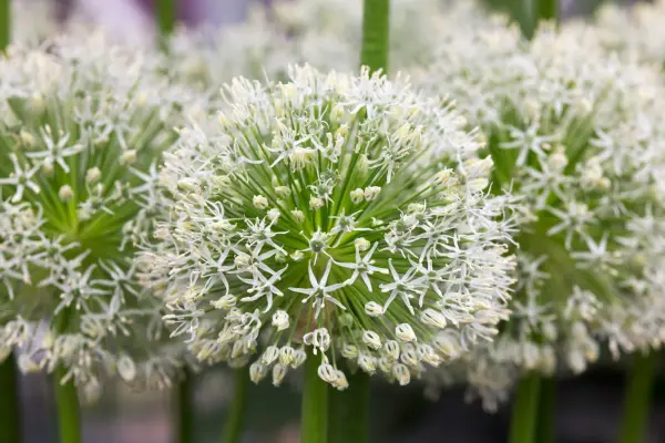 Allium Rosenbachianum 'Album' '