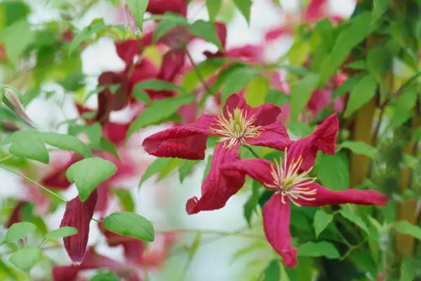 Clematis 