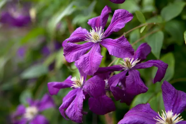 Clematis 