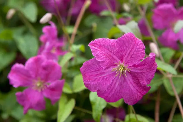 Clematis 