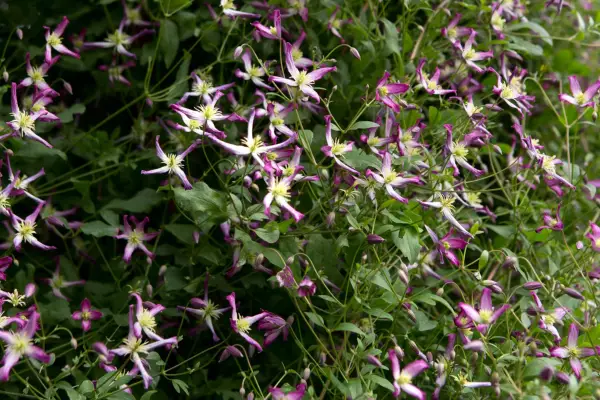 Clematis x triternata 