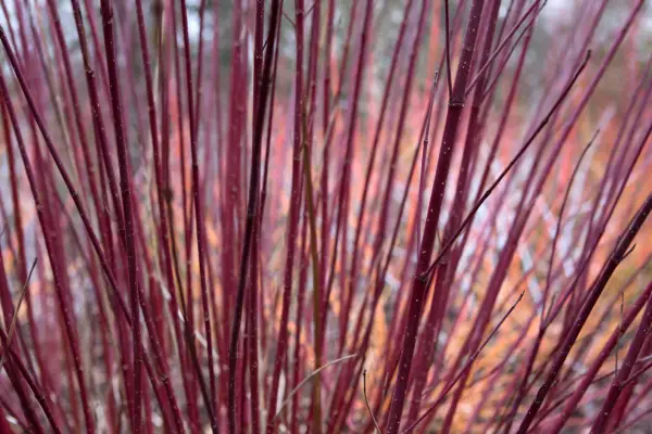 Cornus sericea 