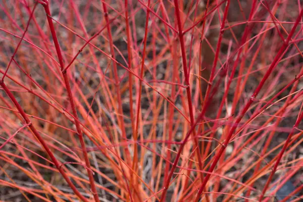 Cornus sanguinea 