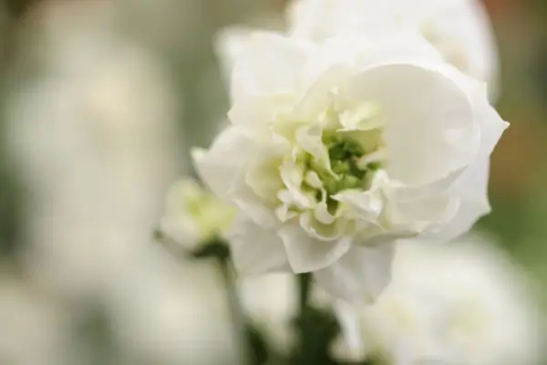 Bellly Pervifolia „Puffer de pulbere”