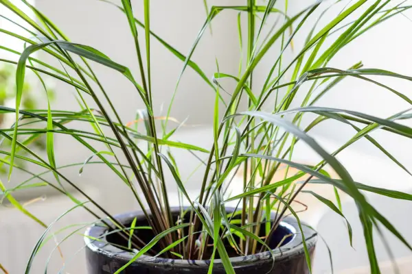 Lemongrass growing in a container