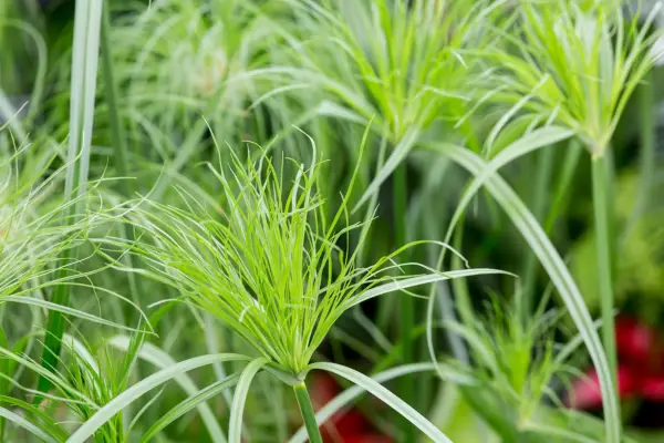 Cyperus papyrus