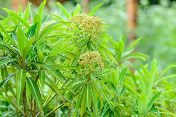 Honey spurge, Euphorbia mellifera