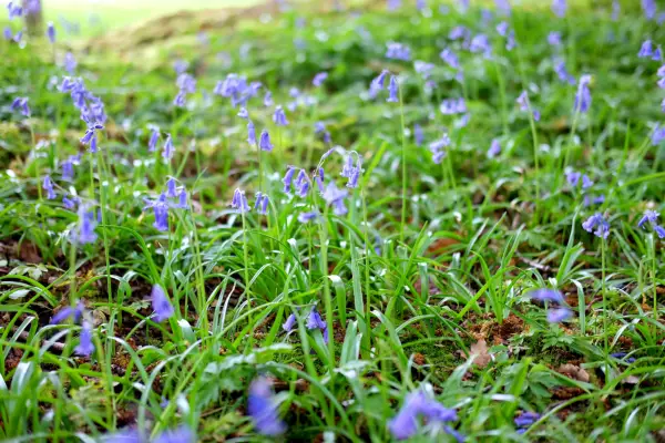 English bluebell, Hyacinthoides non-scripta