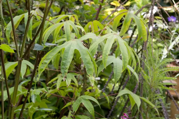 Septempaging Septemlobus