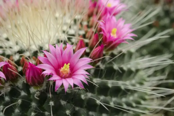 מאוד ספינוסו ממילריה