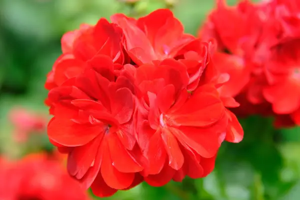 Pelargonium 'Pac Kate'