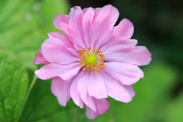 Anemone hupehensis var japonica 