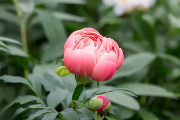 Peony 