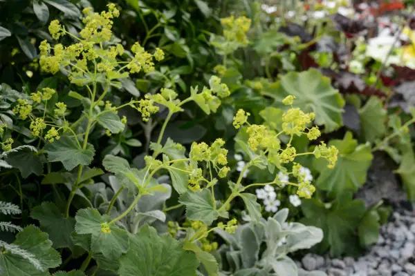 Alchemilla mollis