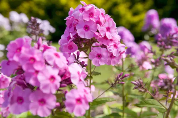 Phlox paniculata 