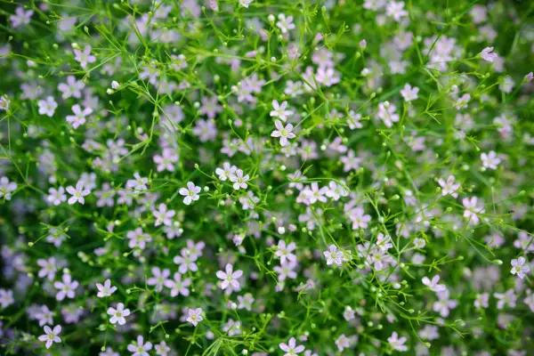 Gypsophila 
