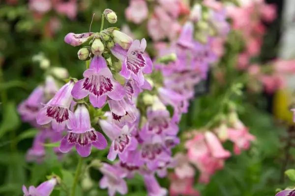 Penstemon 