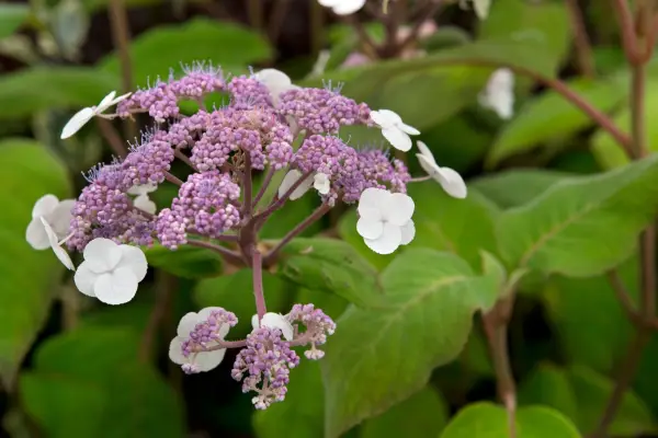 Hydrangea aspera