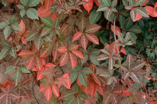 Parthenocissus henryana