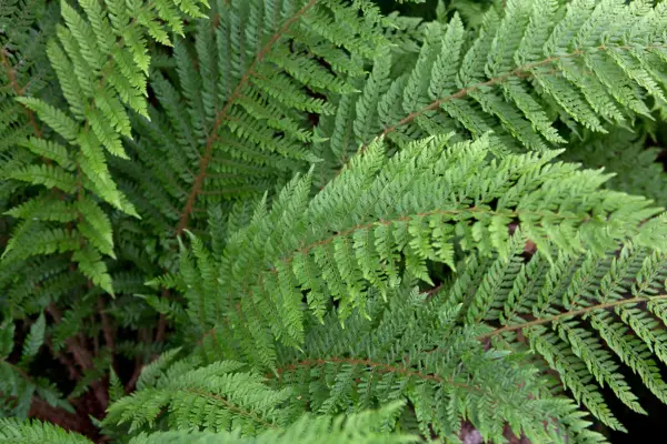 Polystichum setiferum