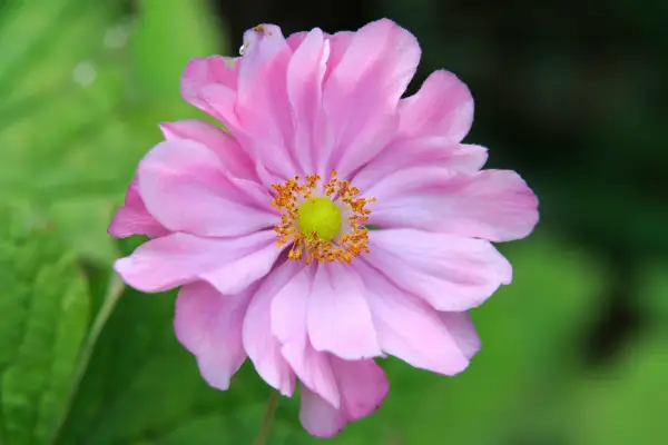 Anemone hupehensis var. japonica 