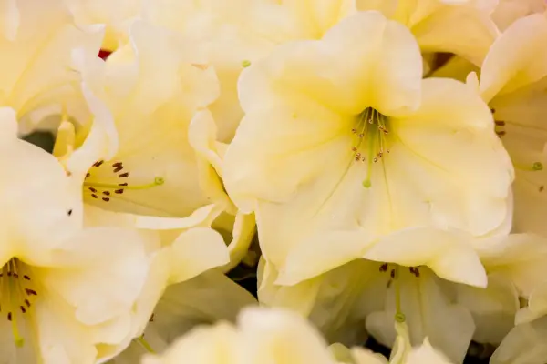 Rhododendron 'Karen Triplett'