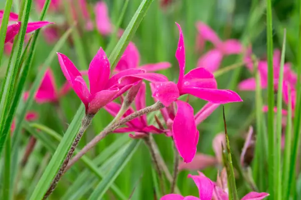 Rhodohypoxis 'Donald Mann'