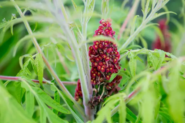 Rhus typhina 'Tiger Eyes'