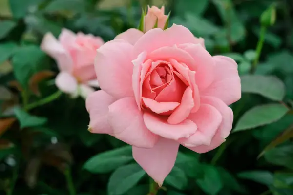 Rosa (Floribunda Group) Du bist schön