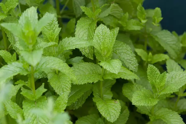 Mint leaves