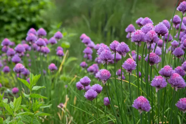 How to grow chives - flowering chives